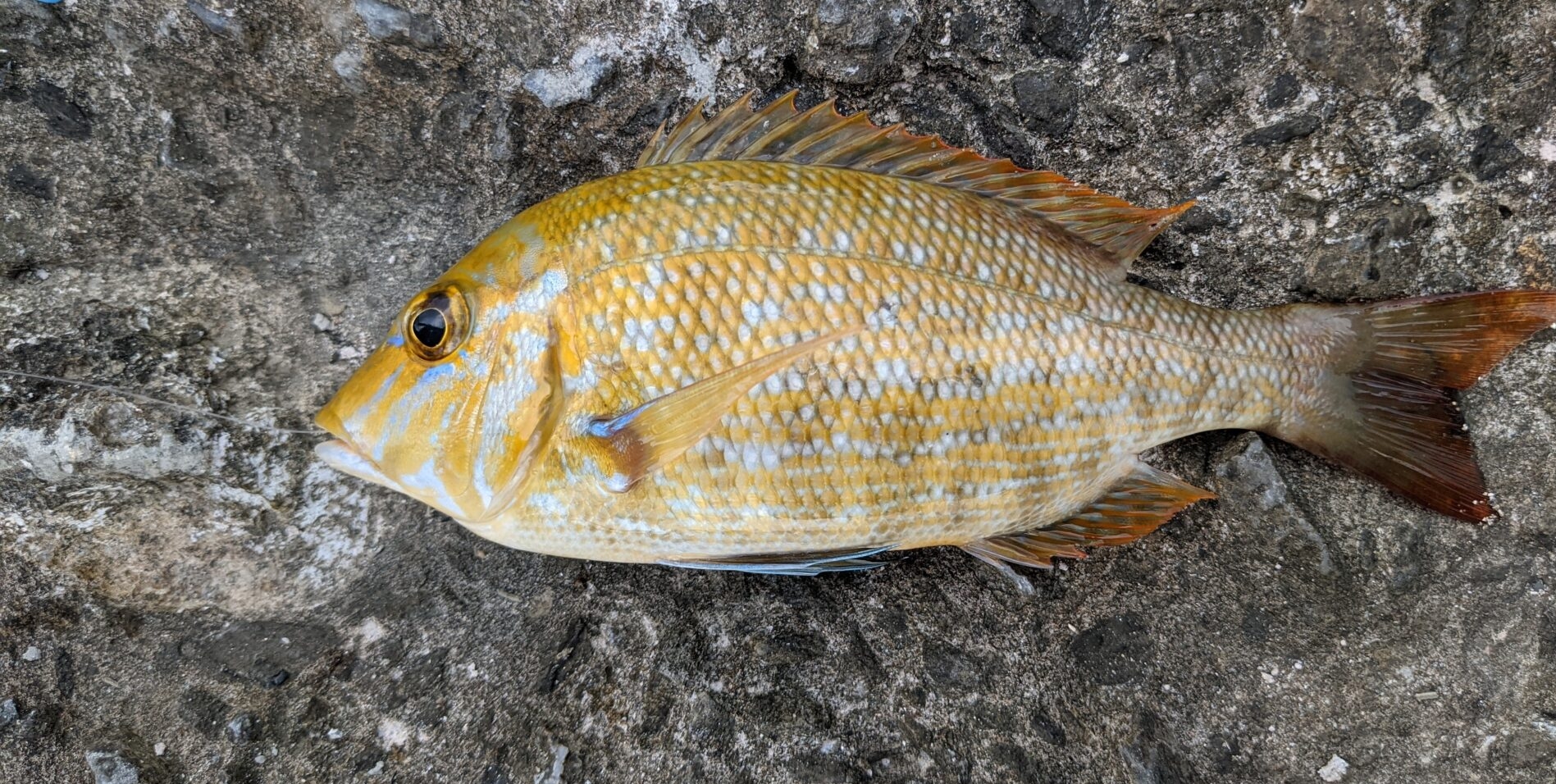 一部地域送料込（沖縄、九州）5kg＋α釣り餌:シガヤーダコ、ウデナガ